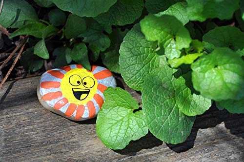 Rock Painting Outdoor Activity Kit for Kids – DIY Art Set w/ 10 Hide a -  Jolinne